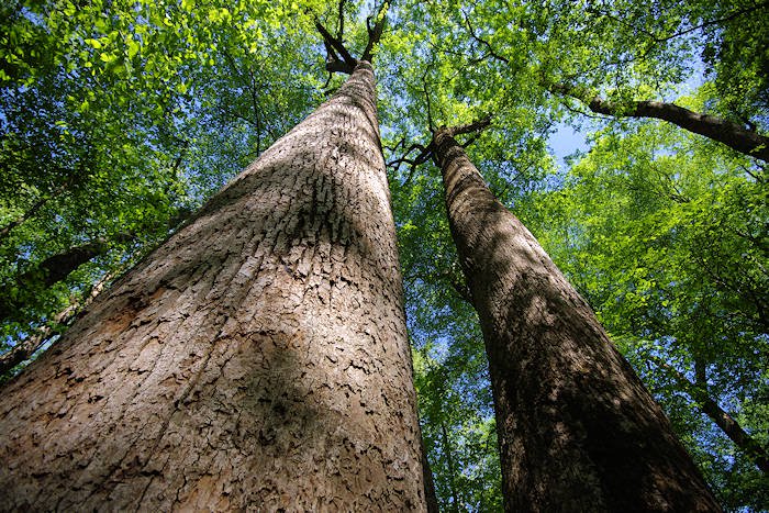 Joyce Kilmer National Forest