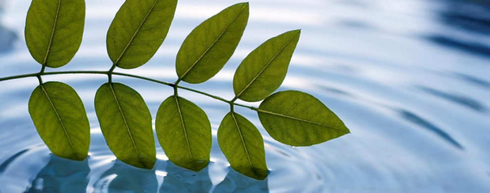 Teatree?s Boutique Spa ? Massage and Holistic Therapies