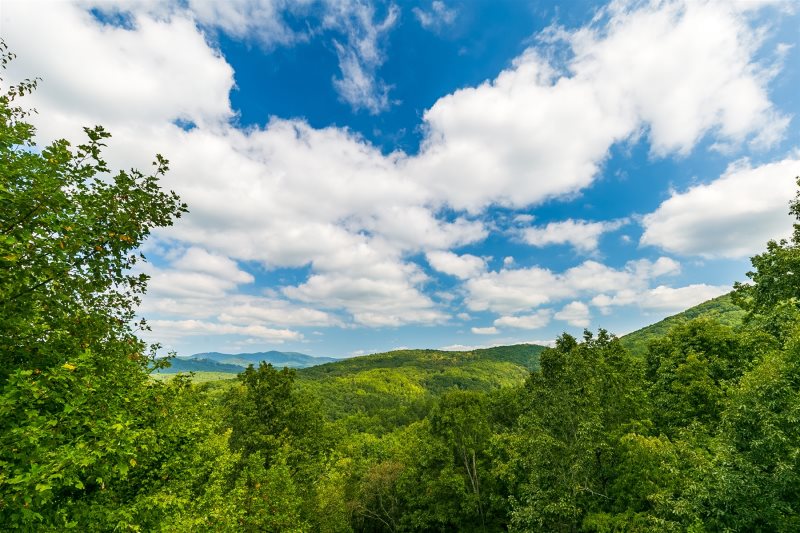 View Over Tree Tops Georgia