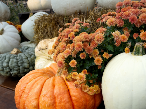 Fall Decorations