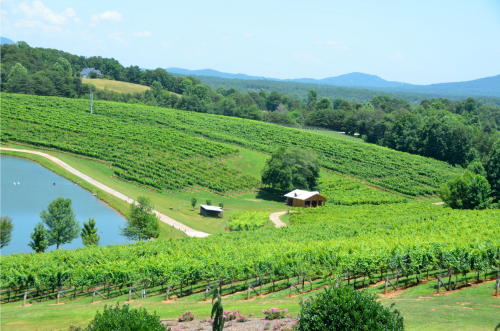 Vineyard in North Georgia
