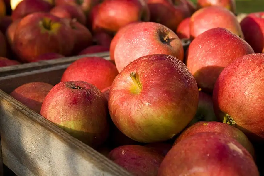 Farms & Orchards