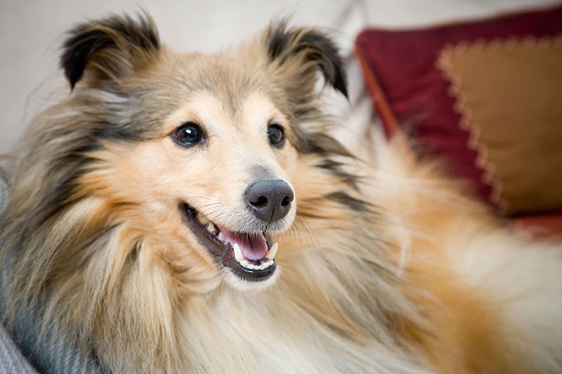 cabin-rentals-pet-friendly