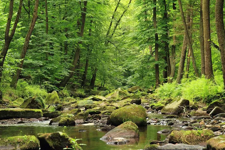Blue Ridge Area Parks, Forests, & Recreation Areas