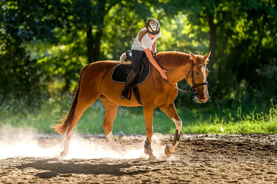 Blue Ridge Area Horseback Riding